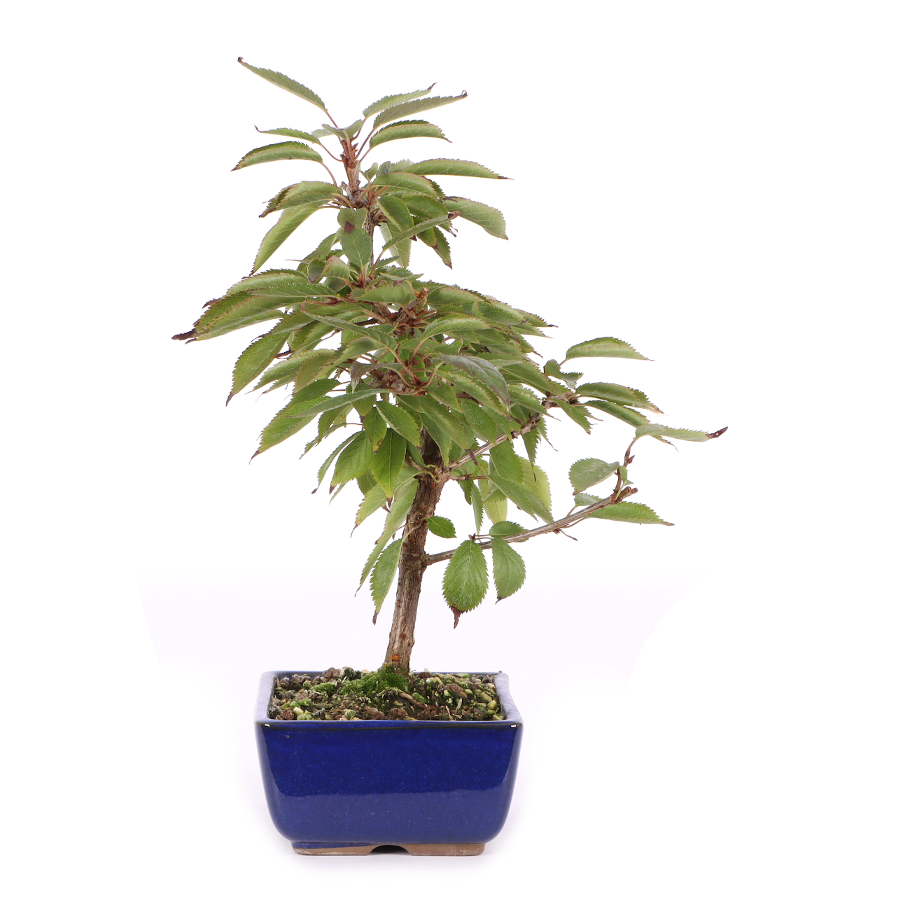 Prunus incisa 'Paean'