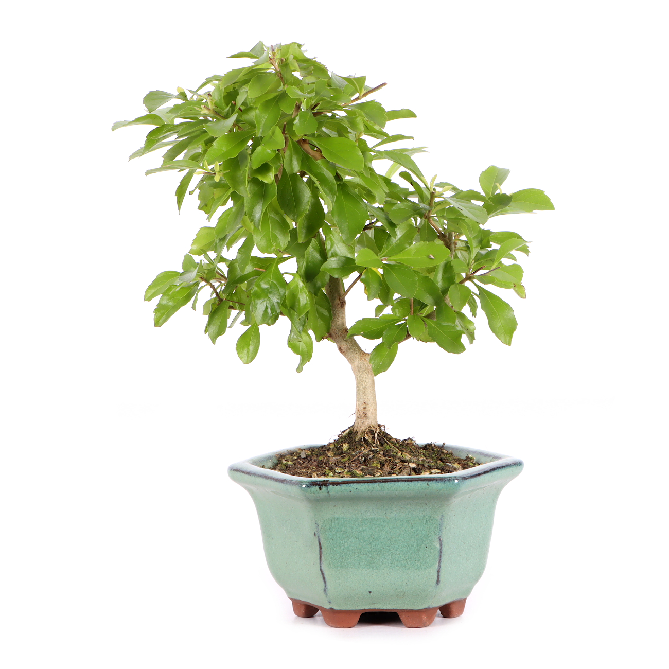 Duranta erecta