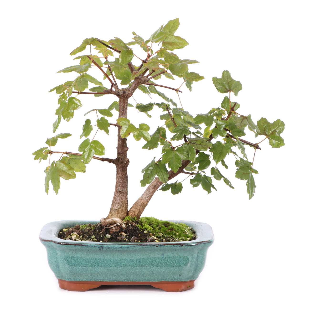 Acer monspessulanum