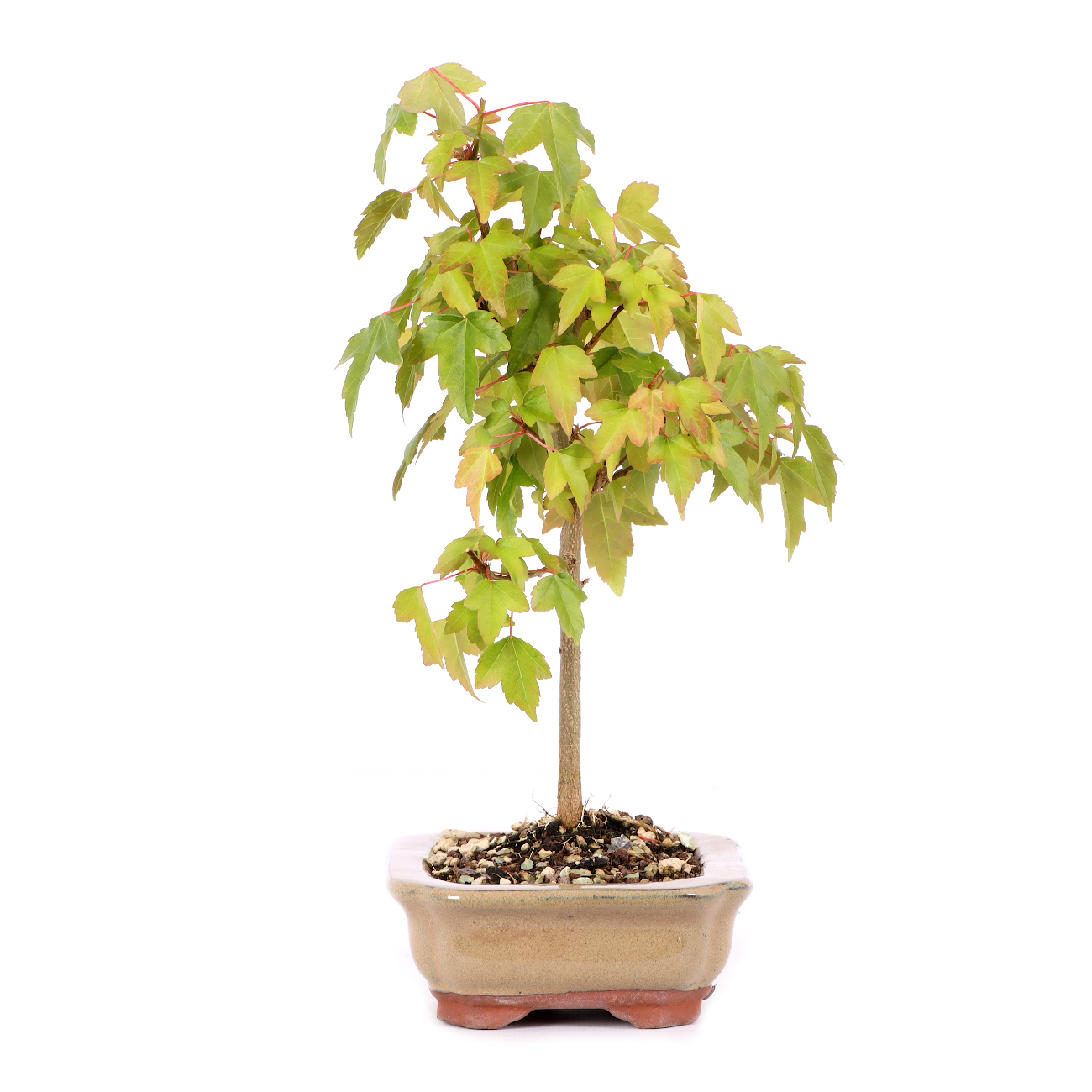 Acer buergerianum