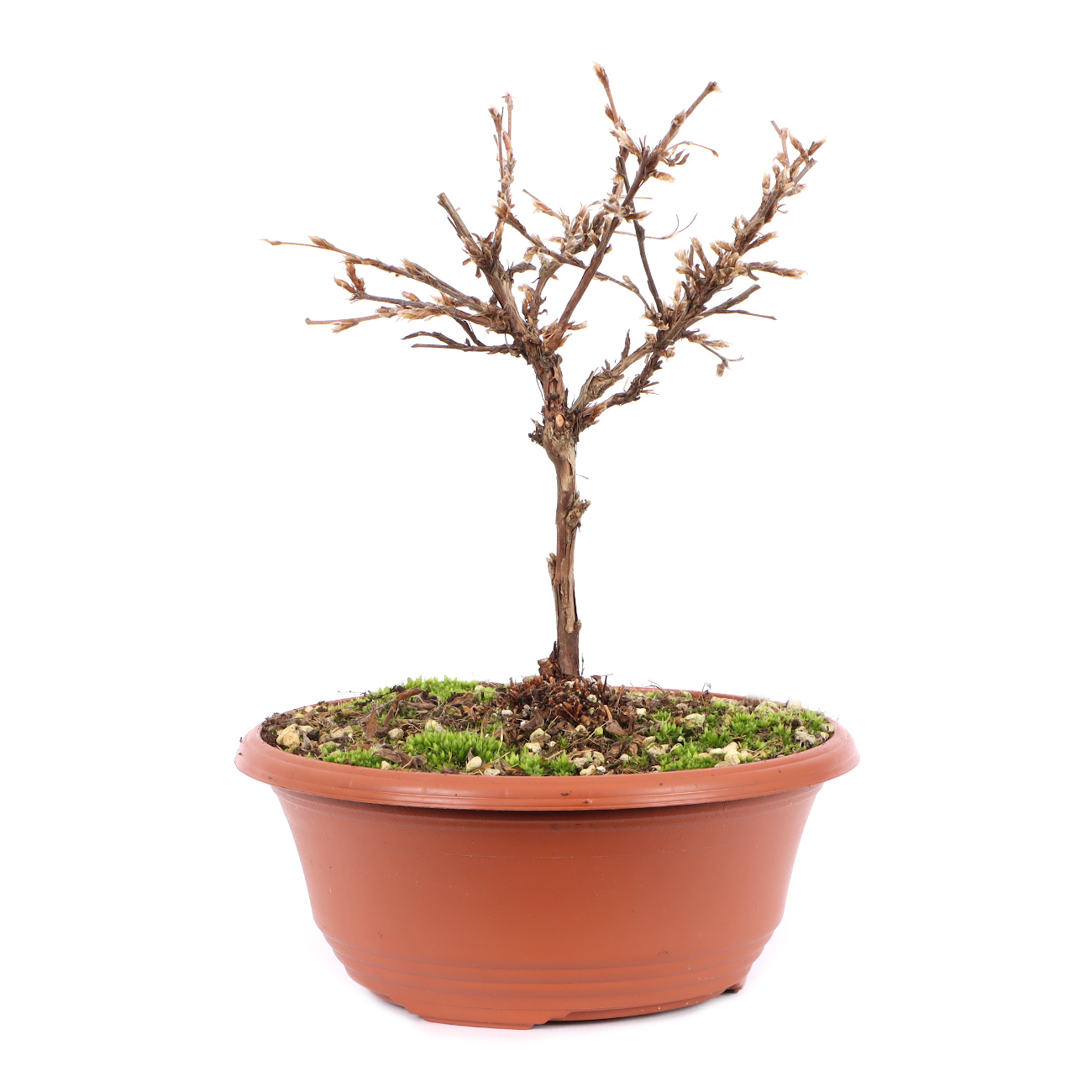 Potentilla fruticosa 'Abbotswood'