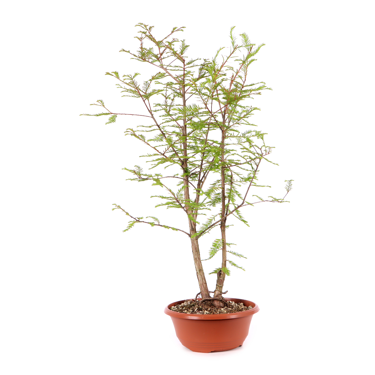 Taxodium distichum