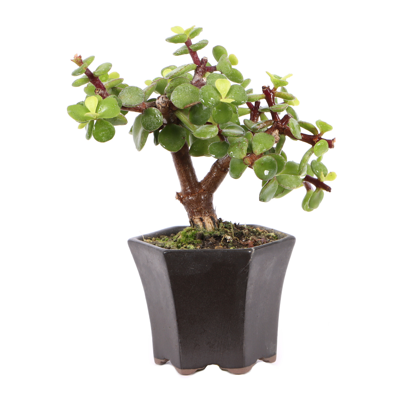 Portulacaria afra