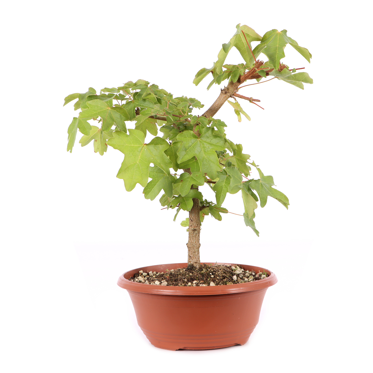 Acer campestre