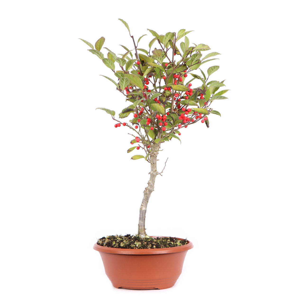 Seitenansicht rechts