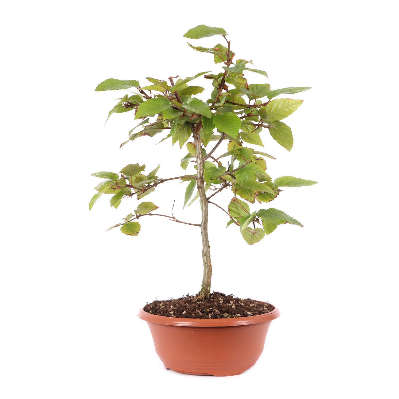 Carpinus turczaninowii