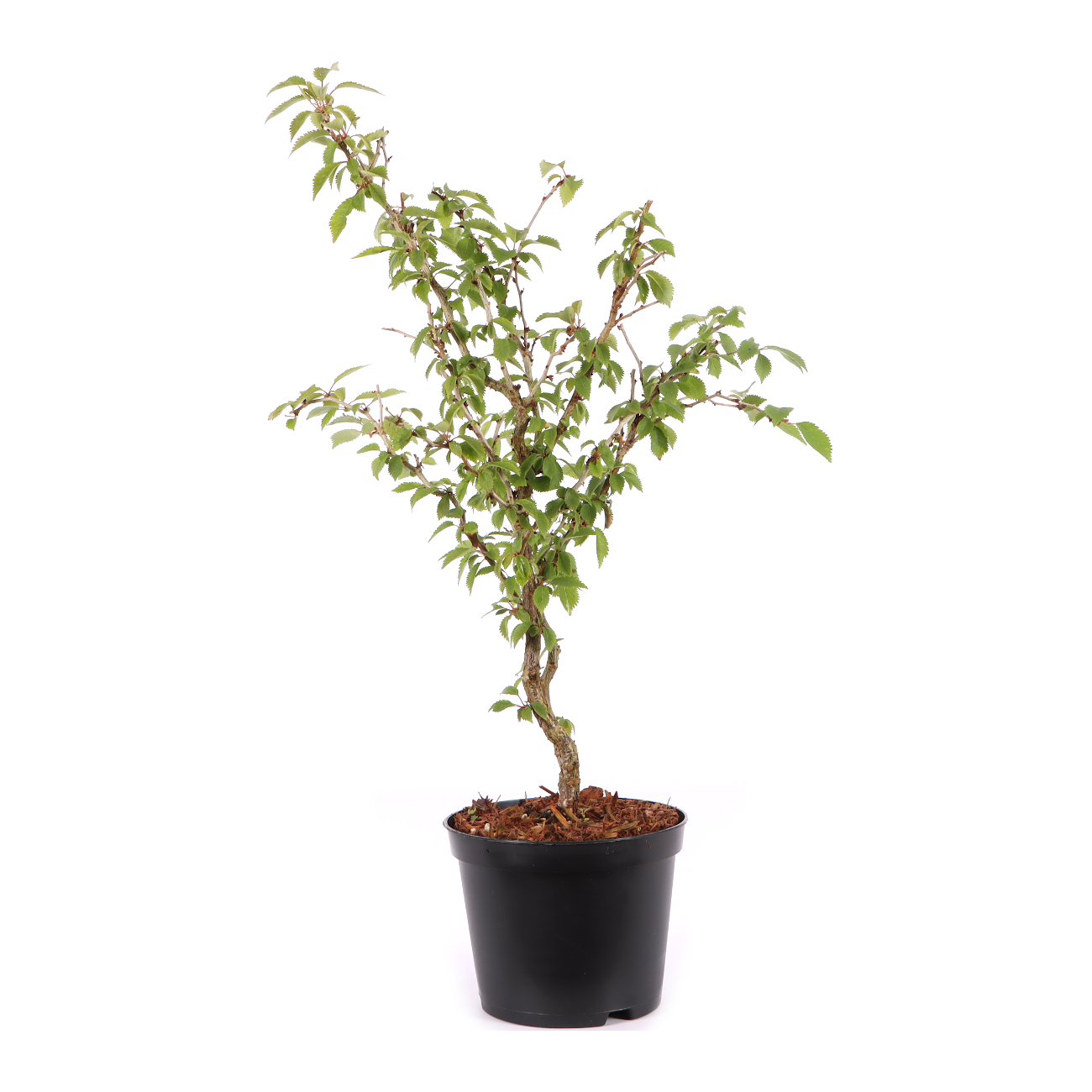 Prunus incisa 'Kojou-no-mai'