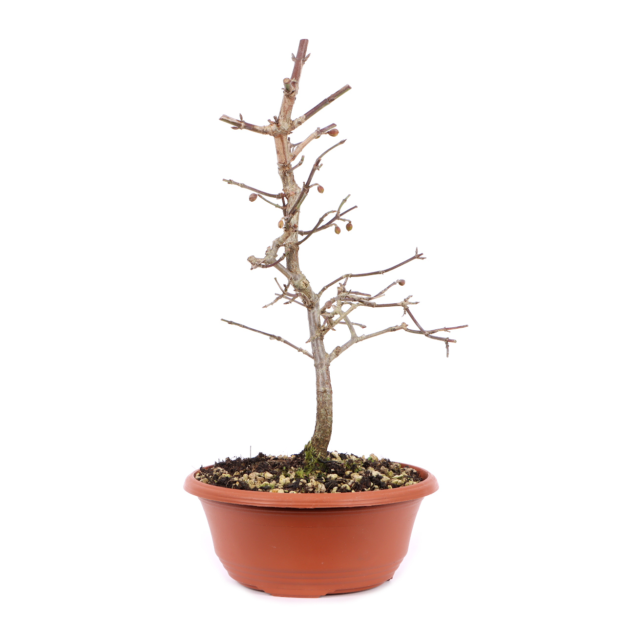 Seitenansicht rechts