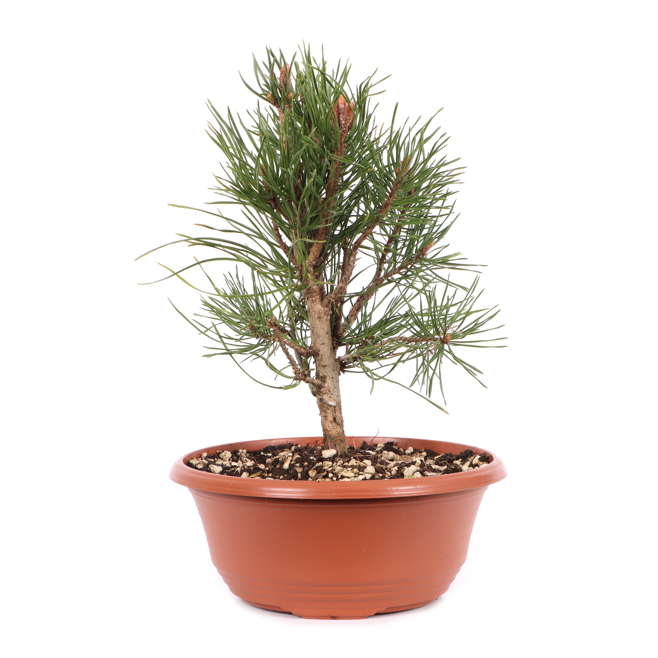 Pinus sylvestris