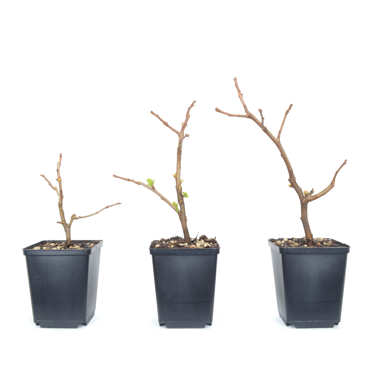 Chaenomeles x superba 'Pink Trail'