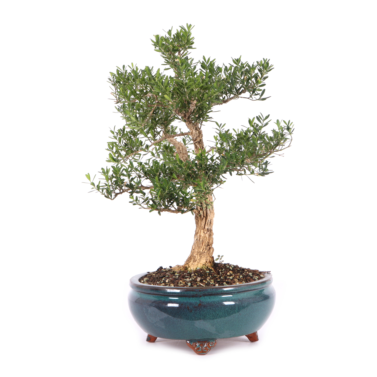 Buxus sinica var. sinica