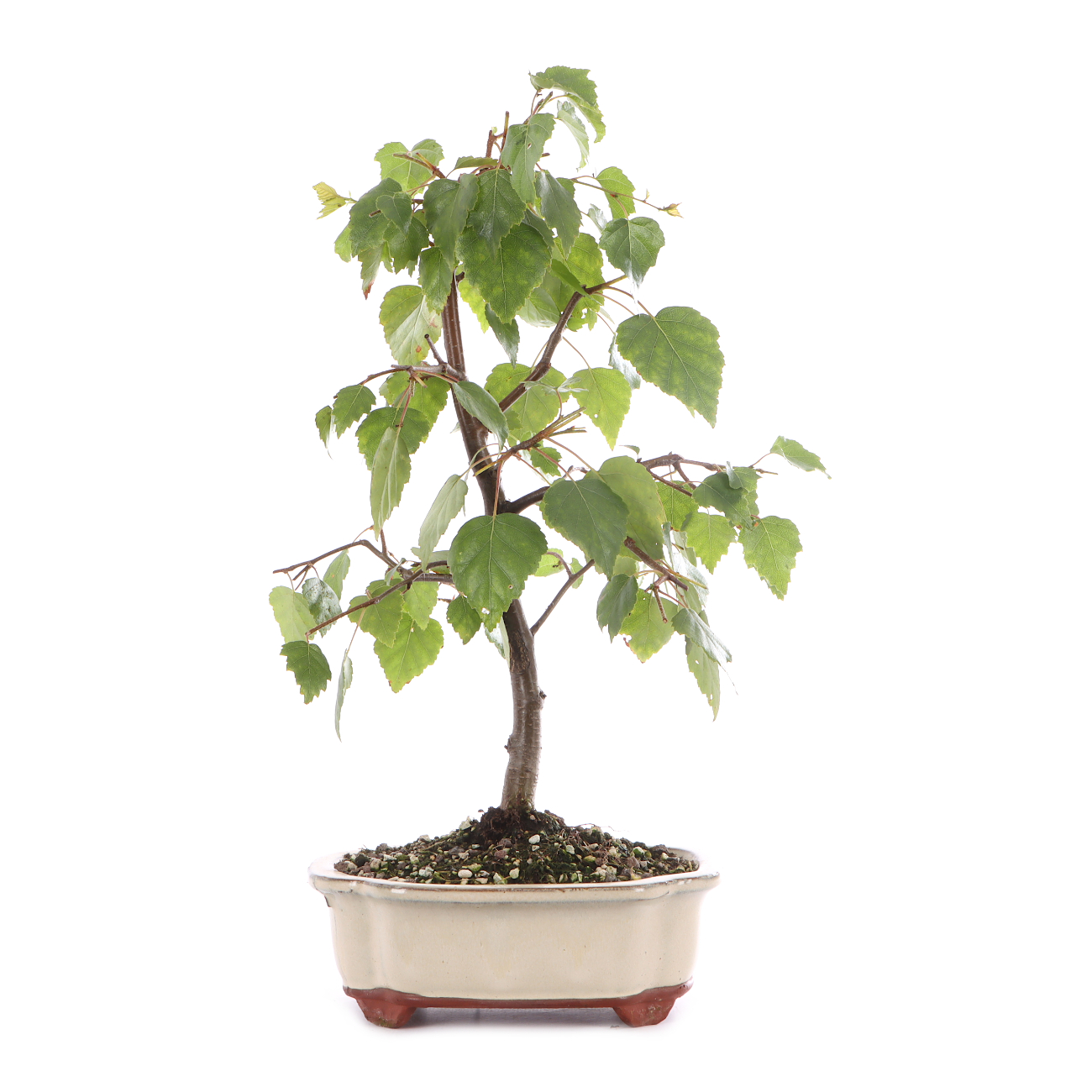 Betula pendula 'Youngii'