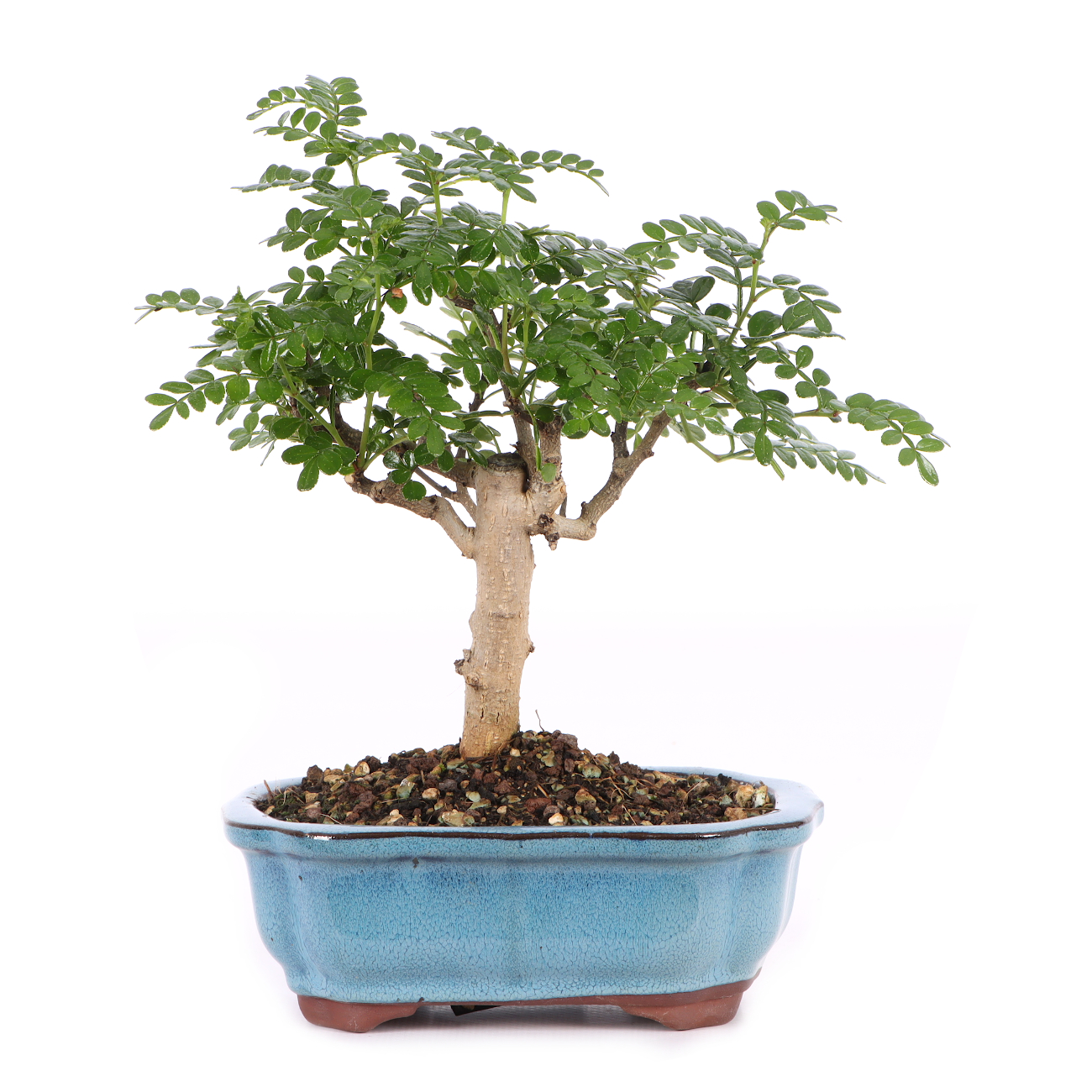 Zanthoxylum spec.