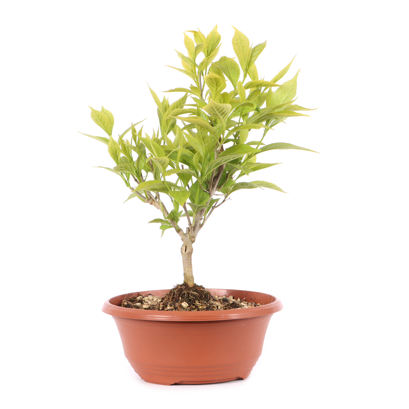 Callicarpa japonica 'Leucocarpa'