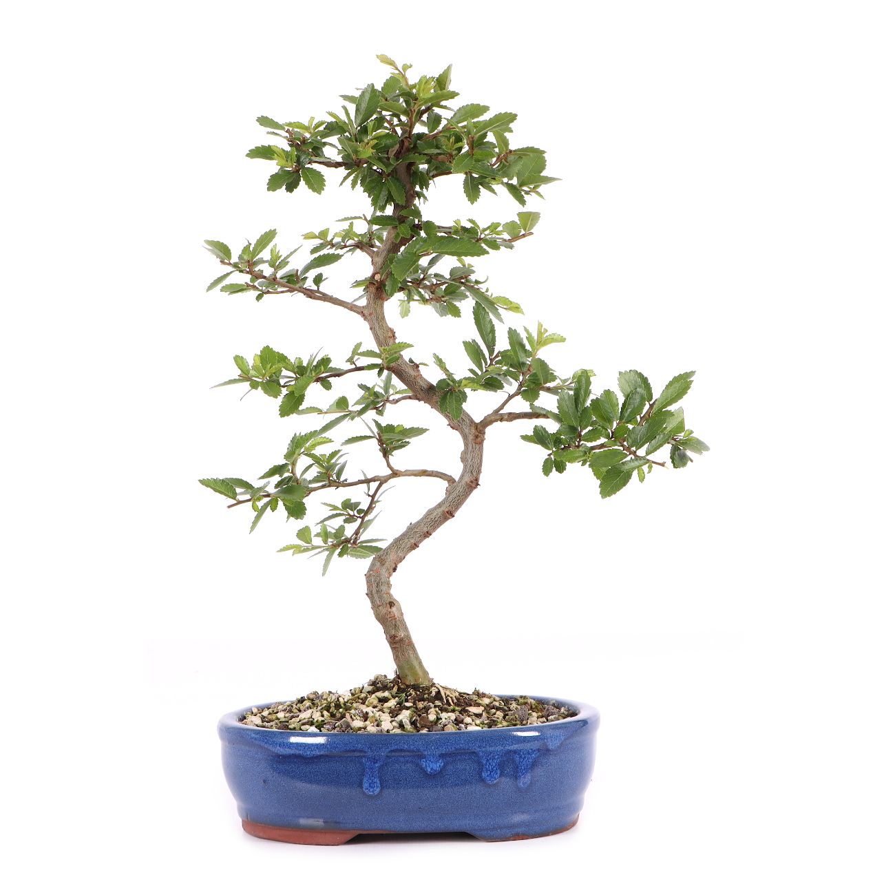 Ulmus japonica