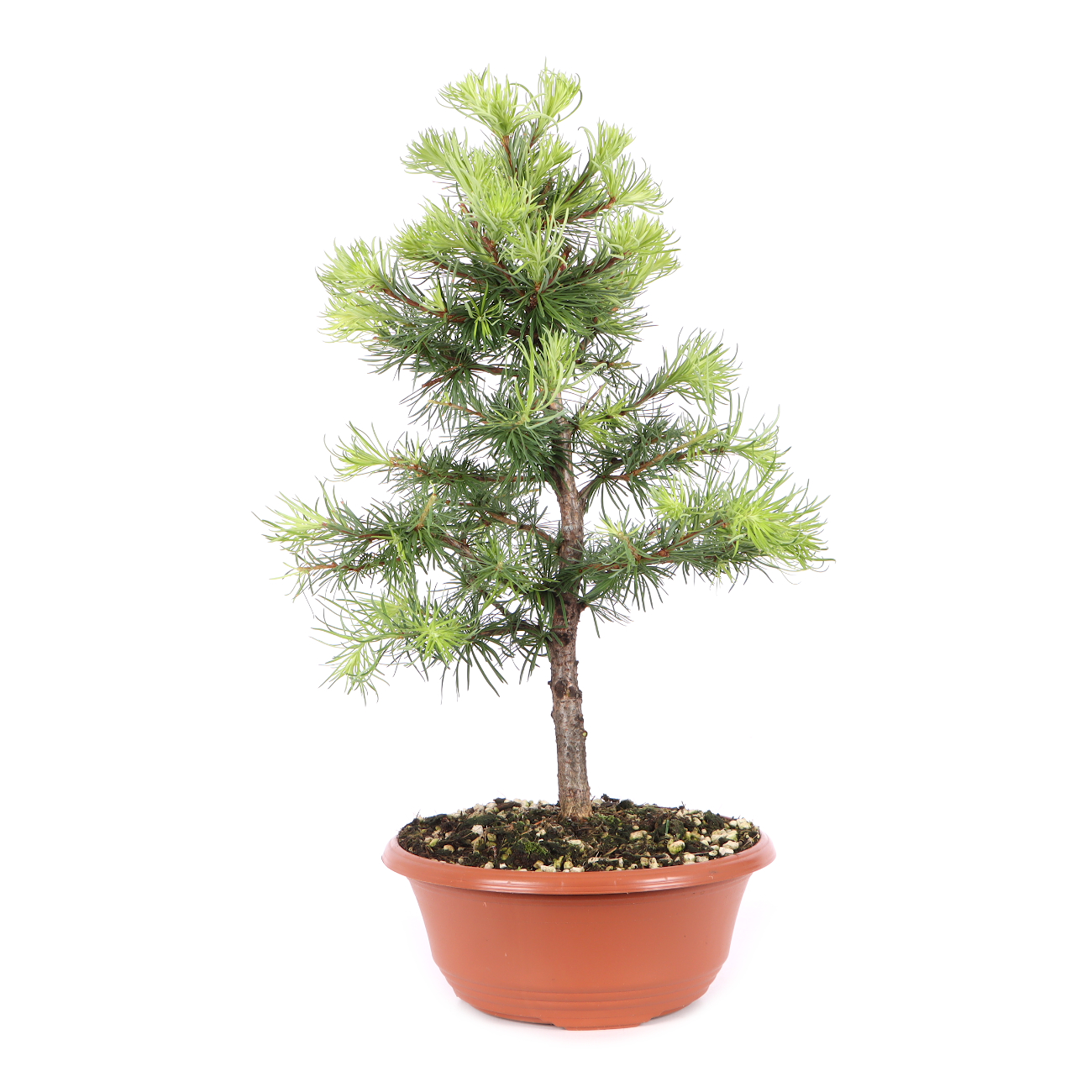 Larix kaempferi