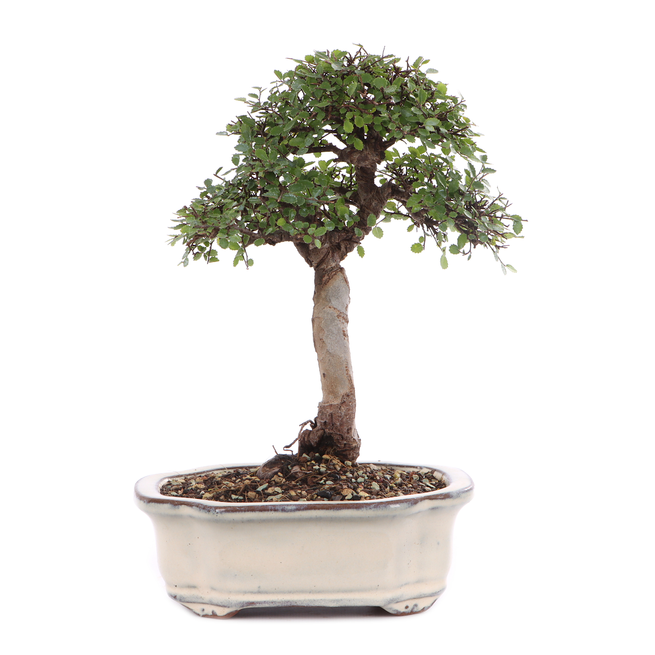 Ulmus parvifolia