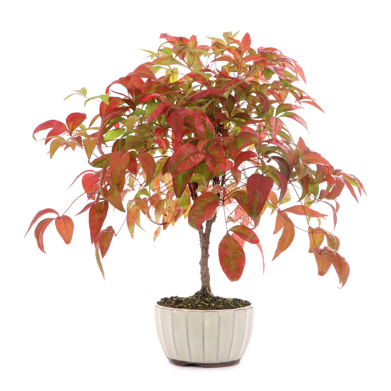Nandina domestica 'Fire Power'