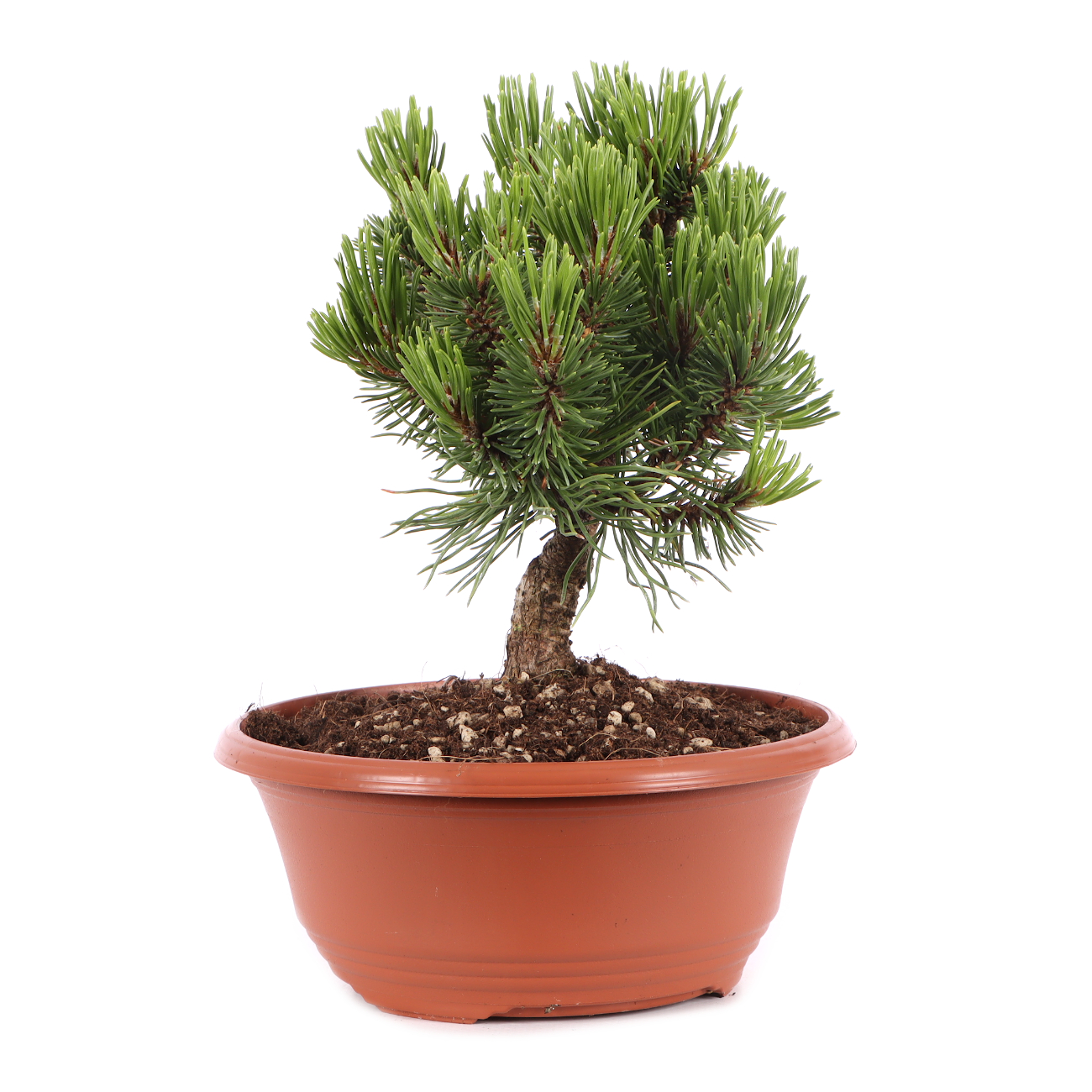 Pinus mugo 'Sherwood Compact'