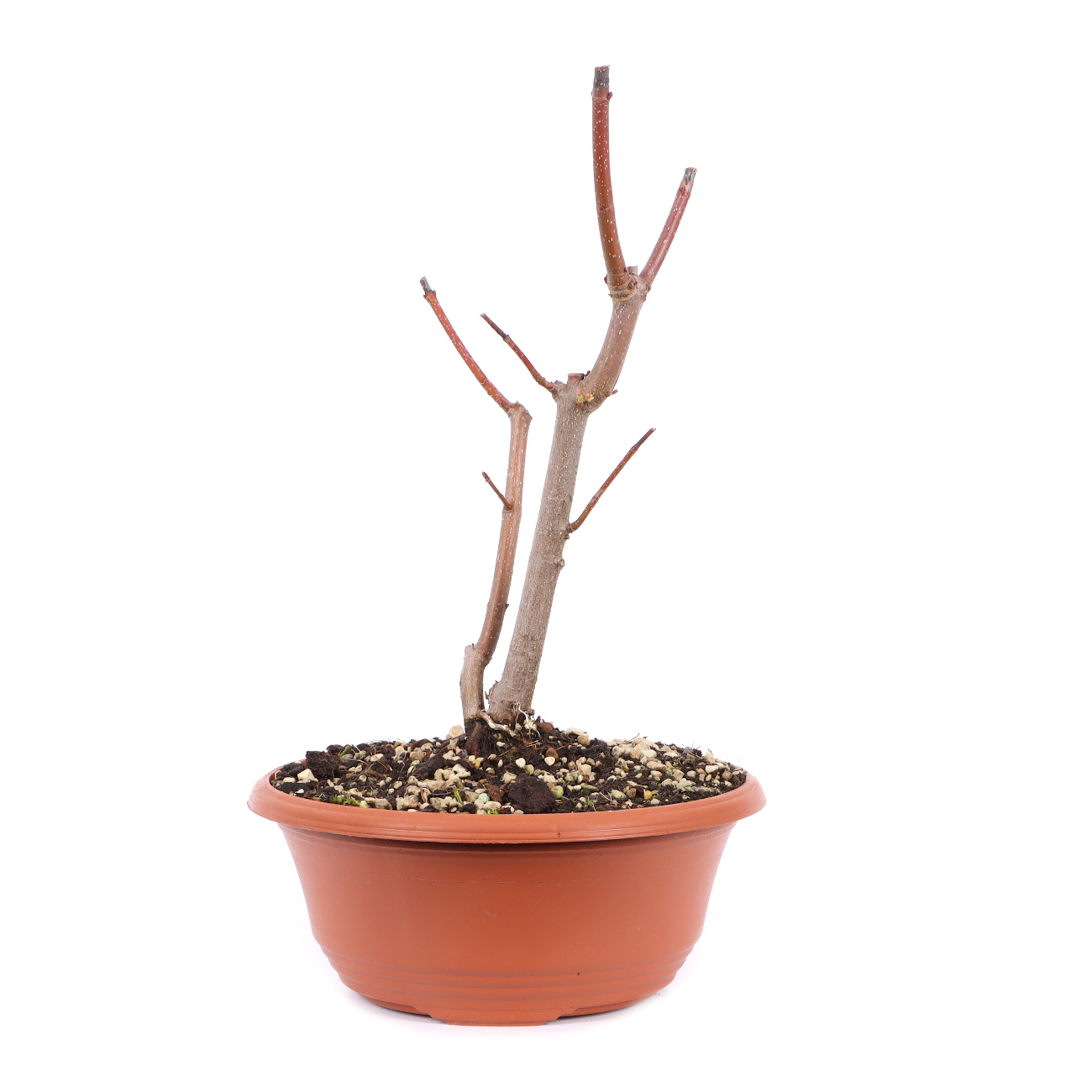 Seitenansicht rechts