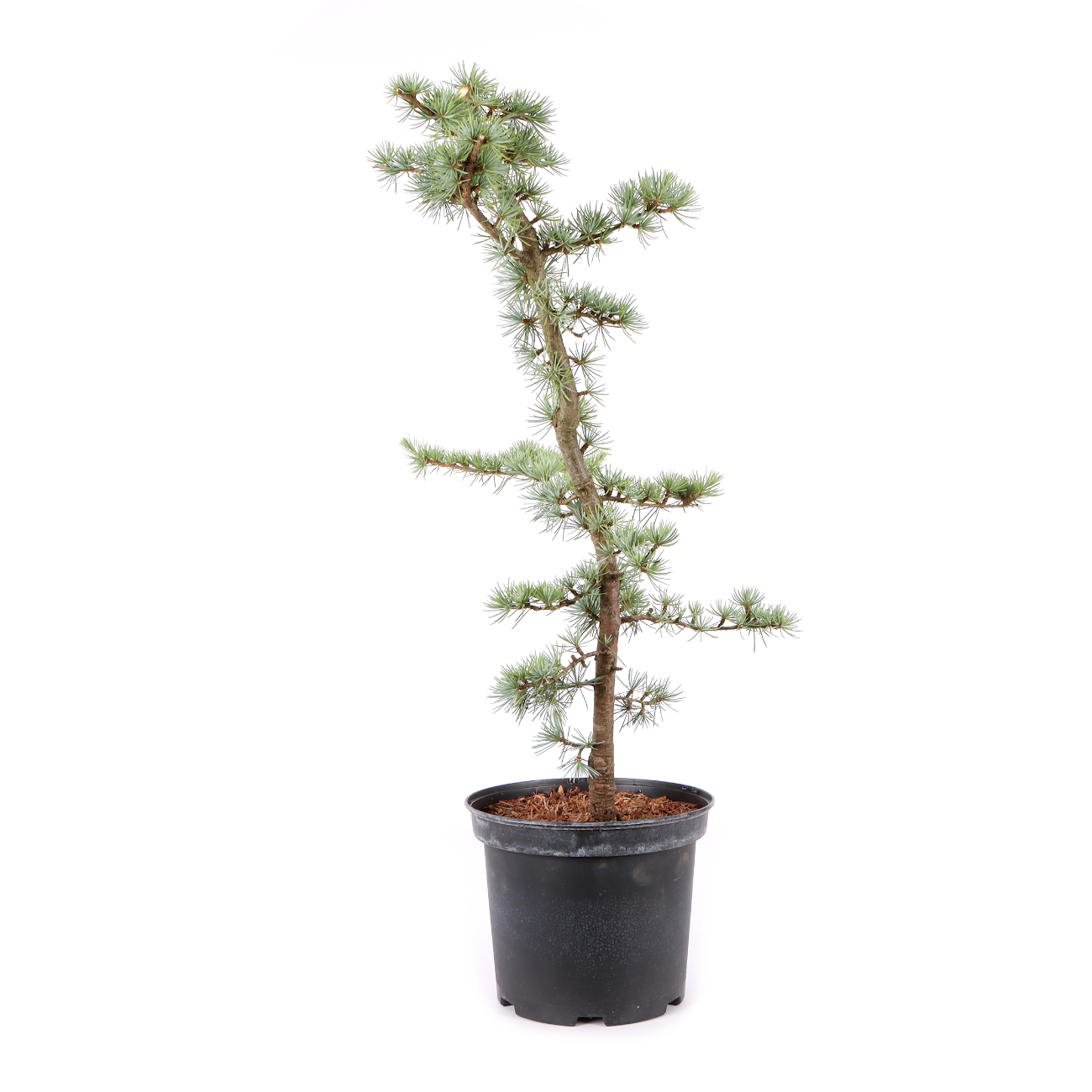 Cedrus atlantica 'Glauca'