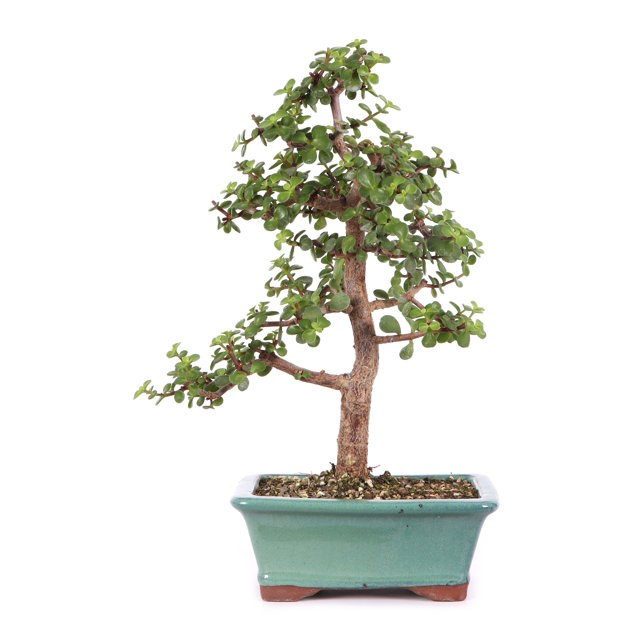 Portulacaria afra