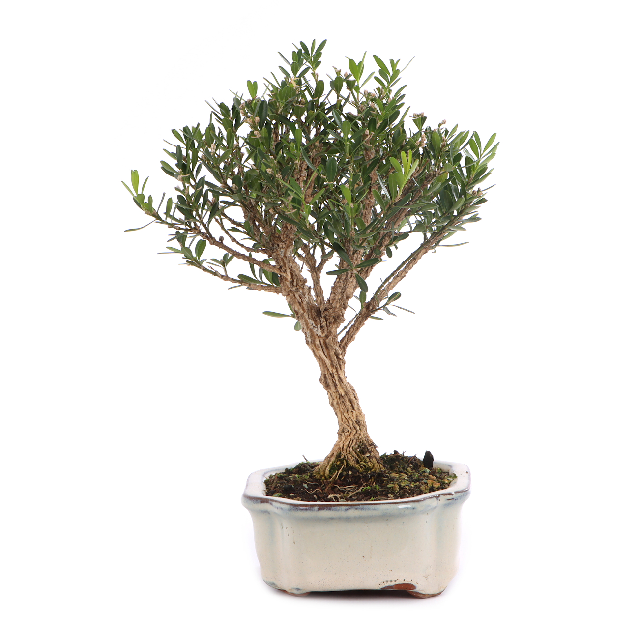 Buxus sinica var. sinica