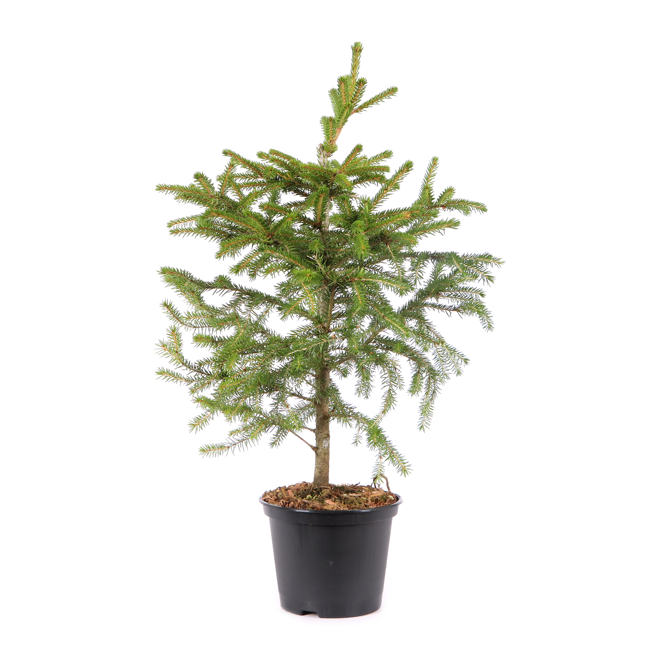 Picea orientalis