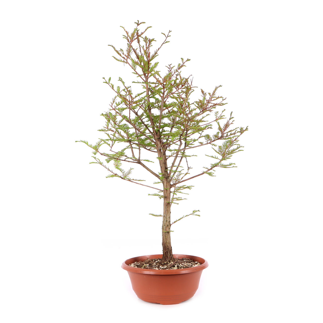 Taxodium distichum