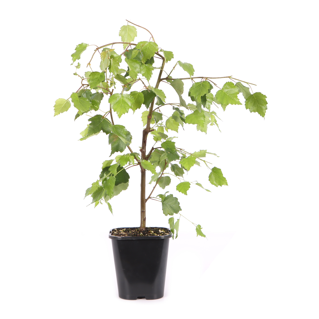 Betula pendula 'Youngii'