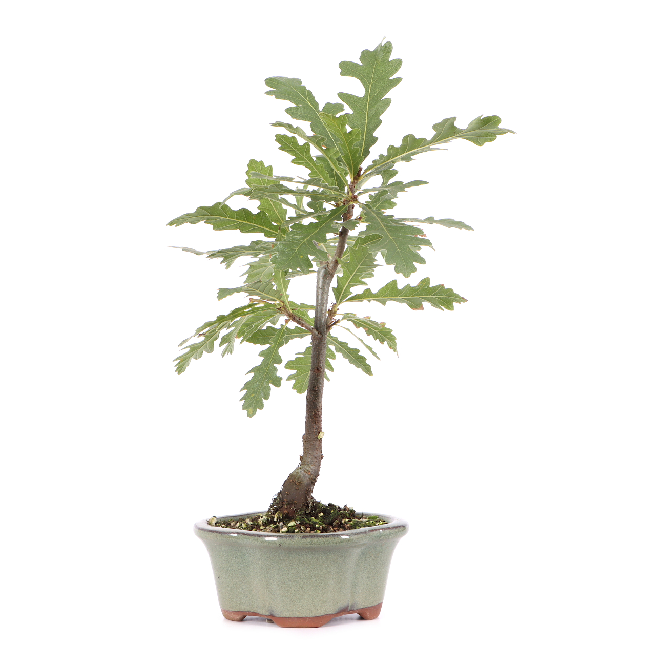 Quercus cerris