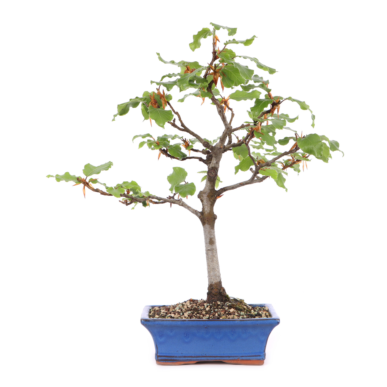 Fagus sylvatica