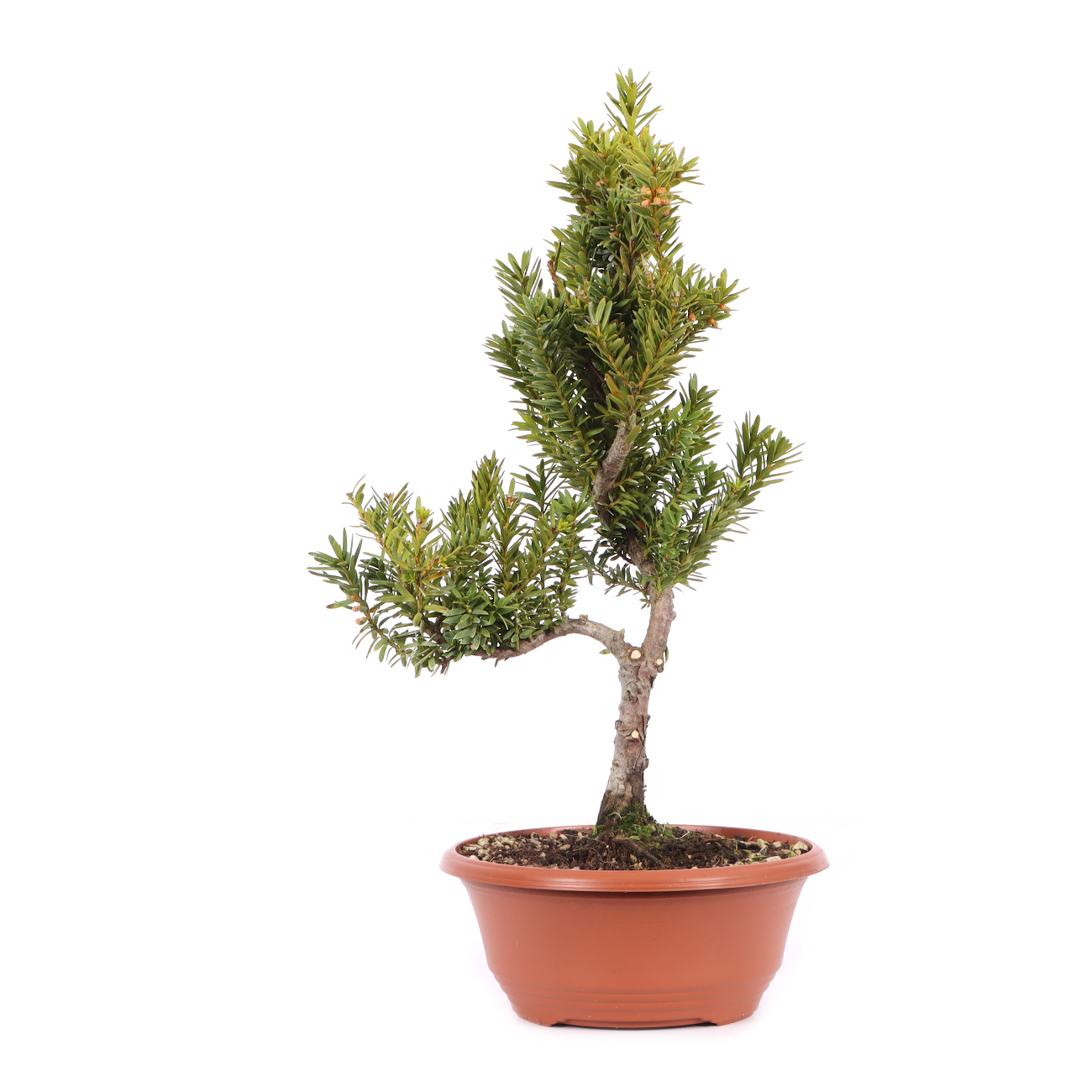 Taxus x media 'Hillii'