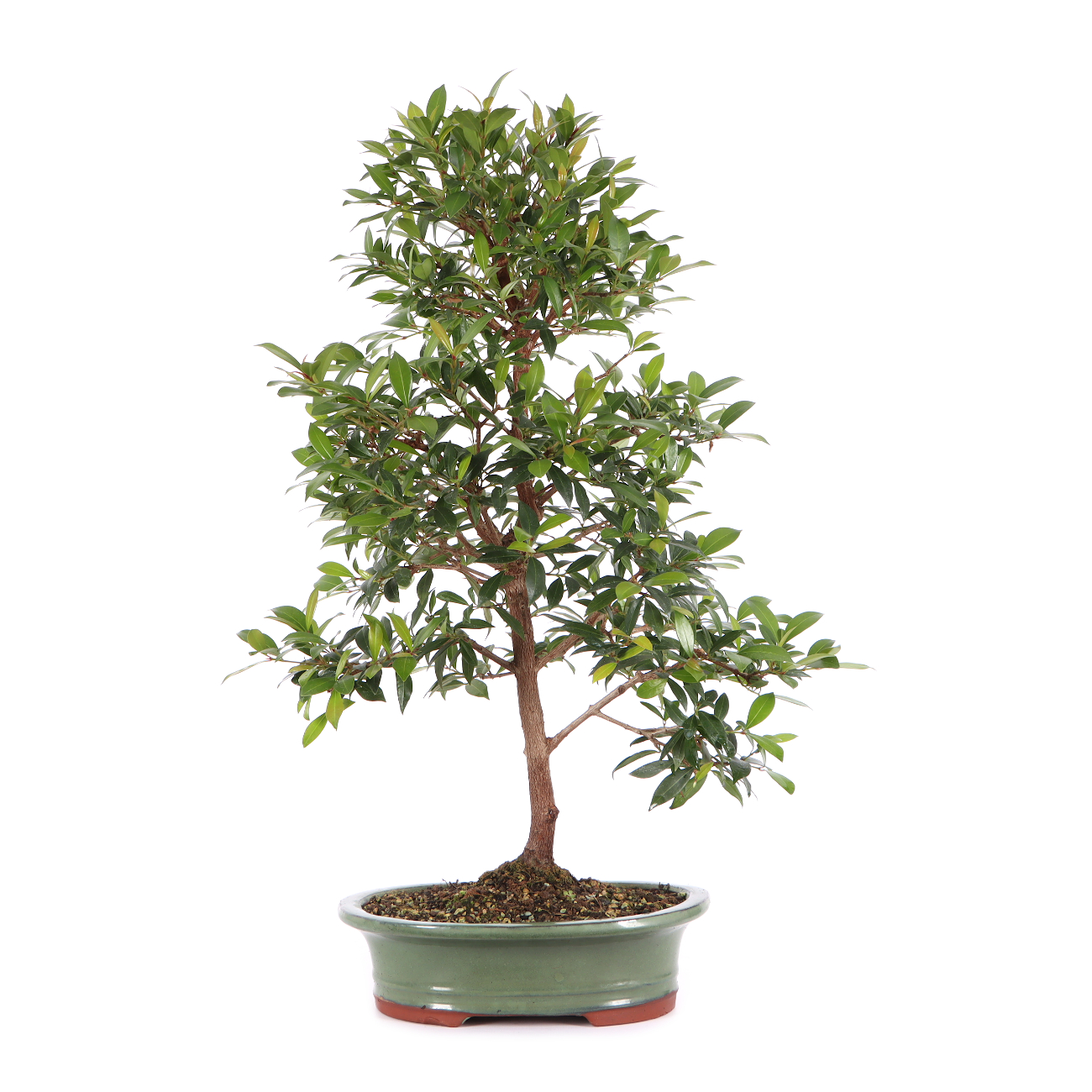 Syzygium paniculatum