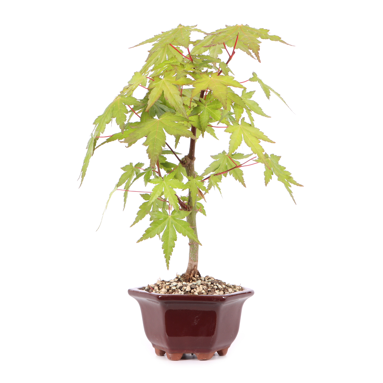 Acer palmatum