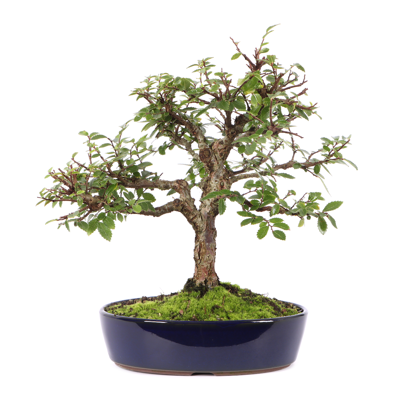 Ulmus japonica