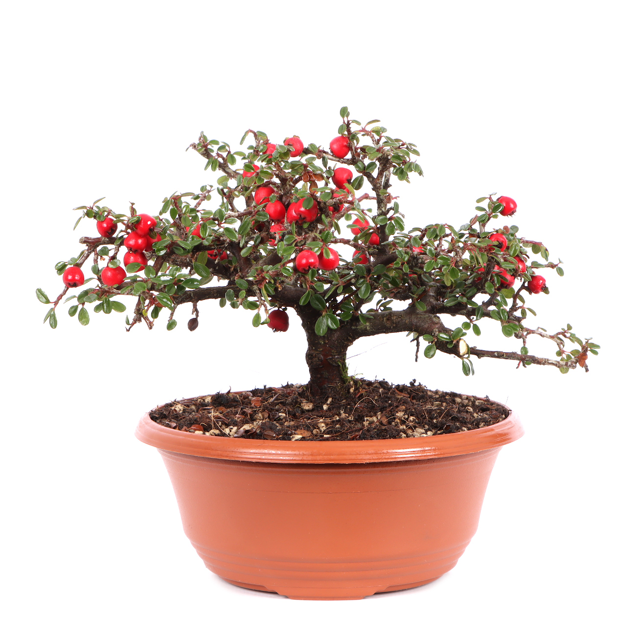 Cotoneaster microphyllus 'Cochleatus'