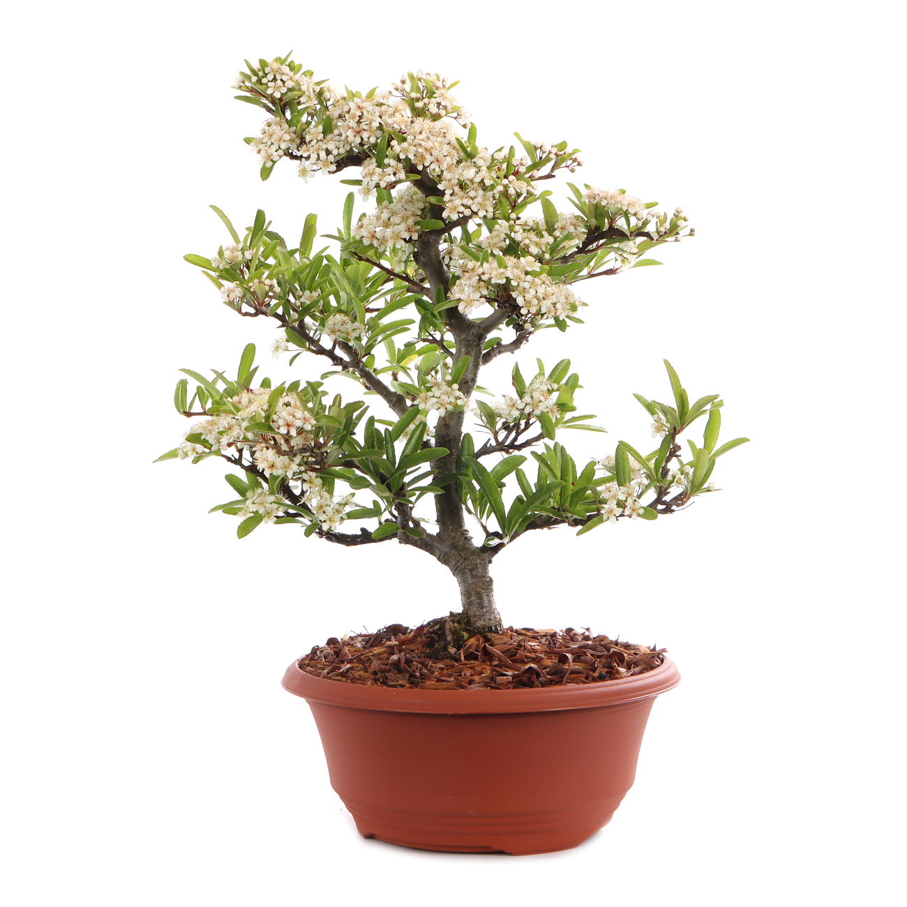 Pyracantha angustifolia