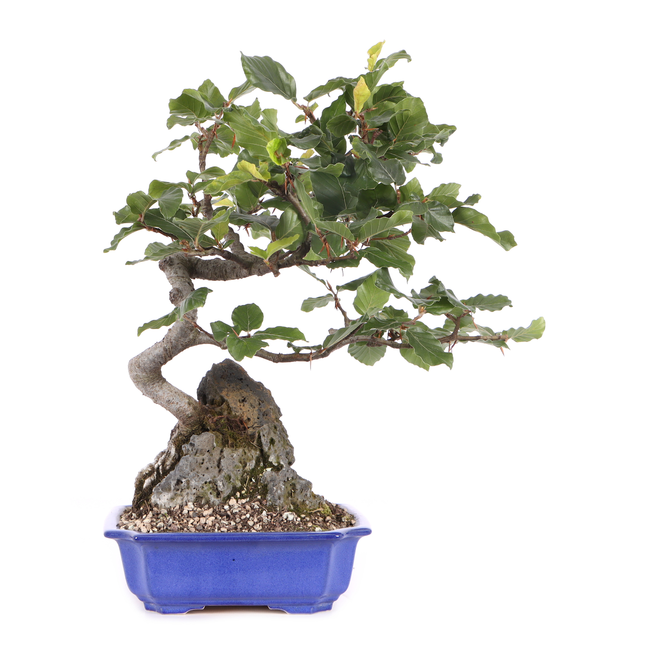 Fagus sylvatica