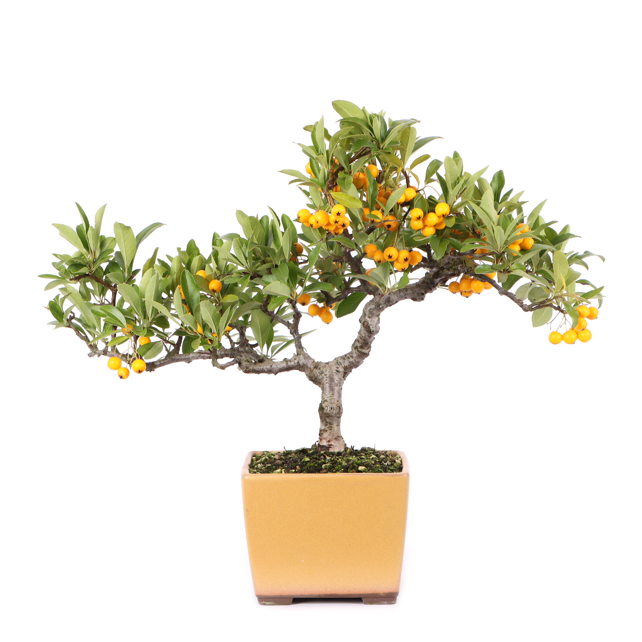 Pyracantha coccinea 'Orange Glow'