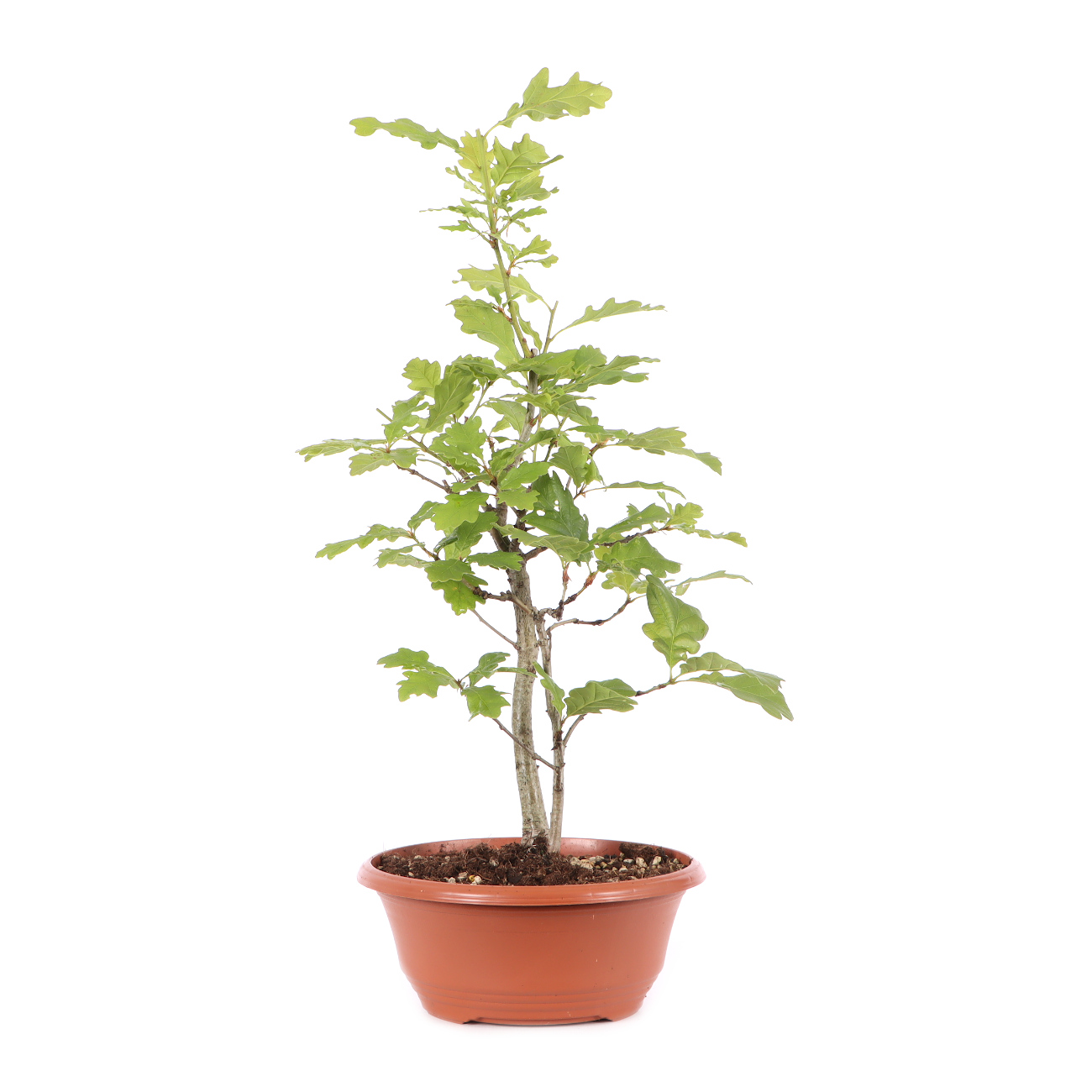 Quercus robur