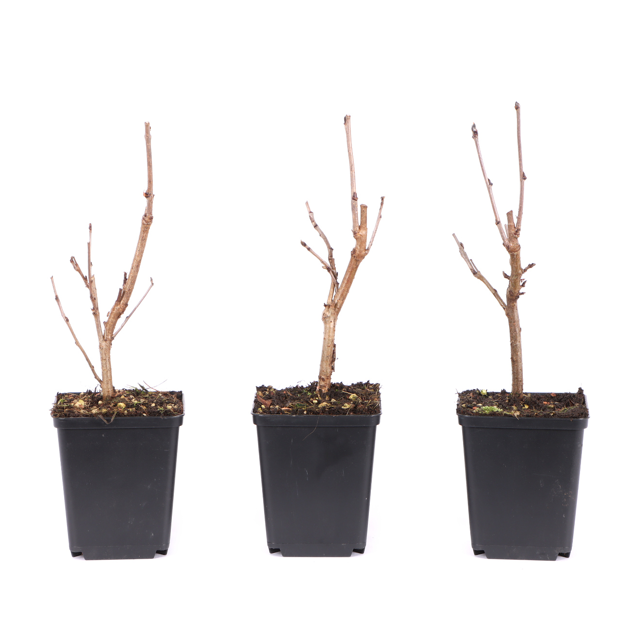 Prunus mahaleb