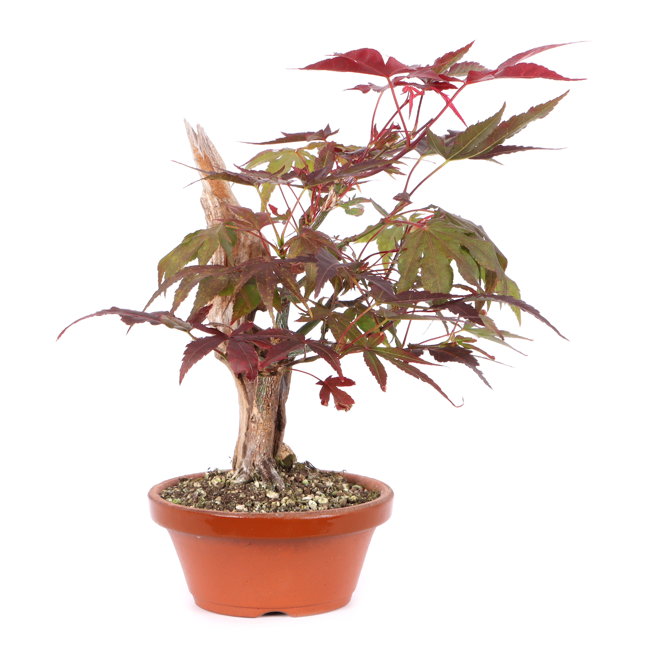 Acer palmatum 'Atropurpureum'