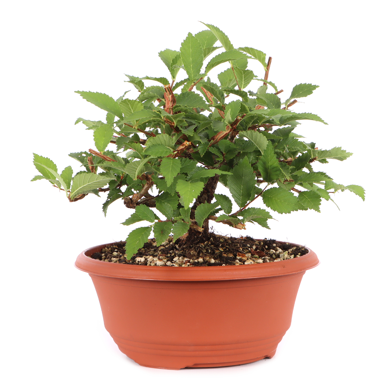 Ulmus minor var.
