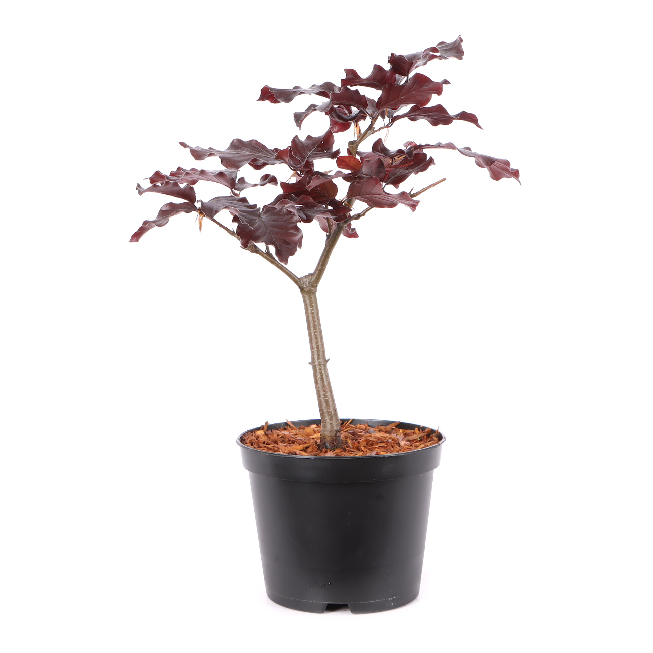 Fagus sylvatica f. purpurea