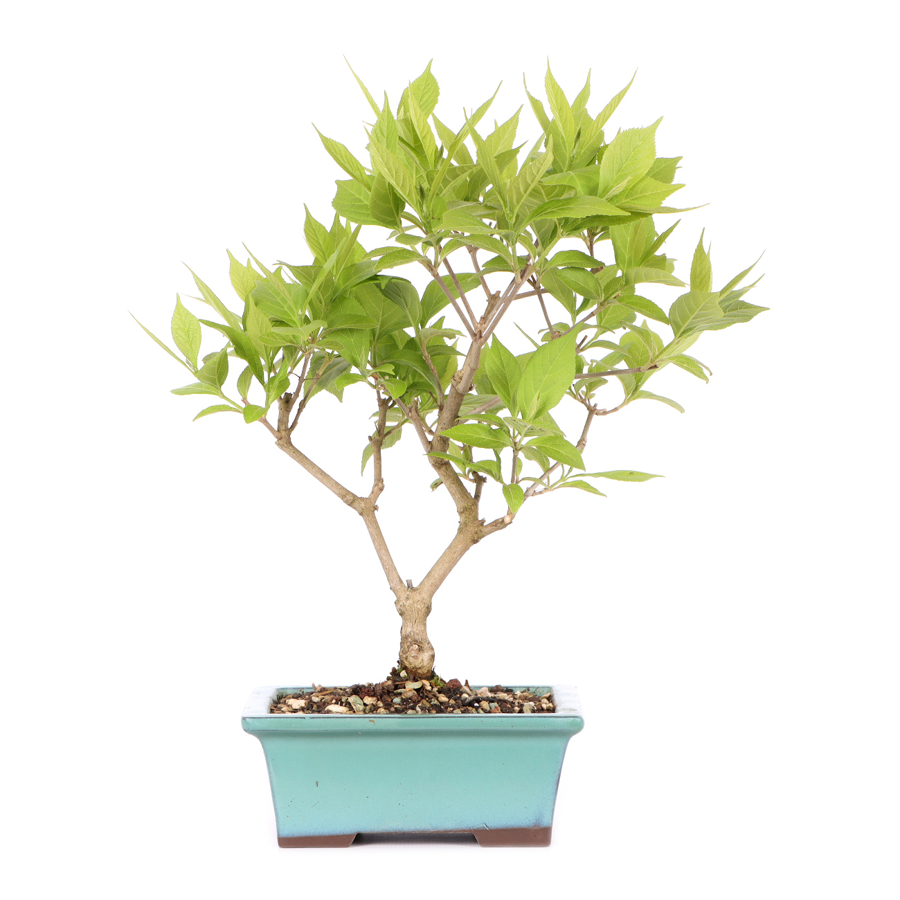 Callicarpa japonica 'Leucocarpa'