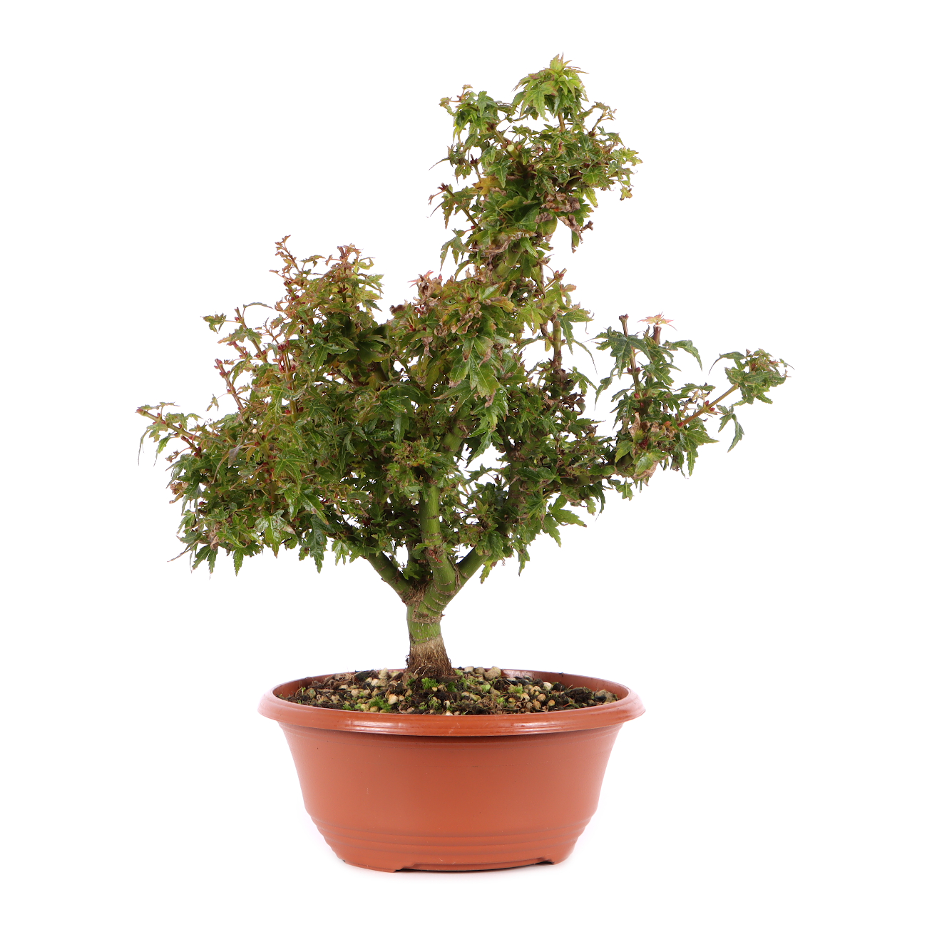 Acer palmatum 'Kotohime'