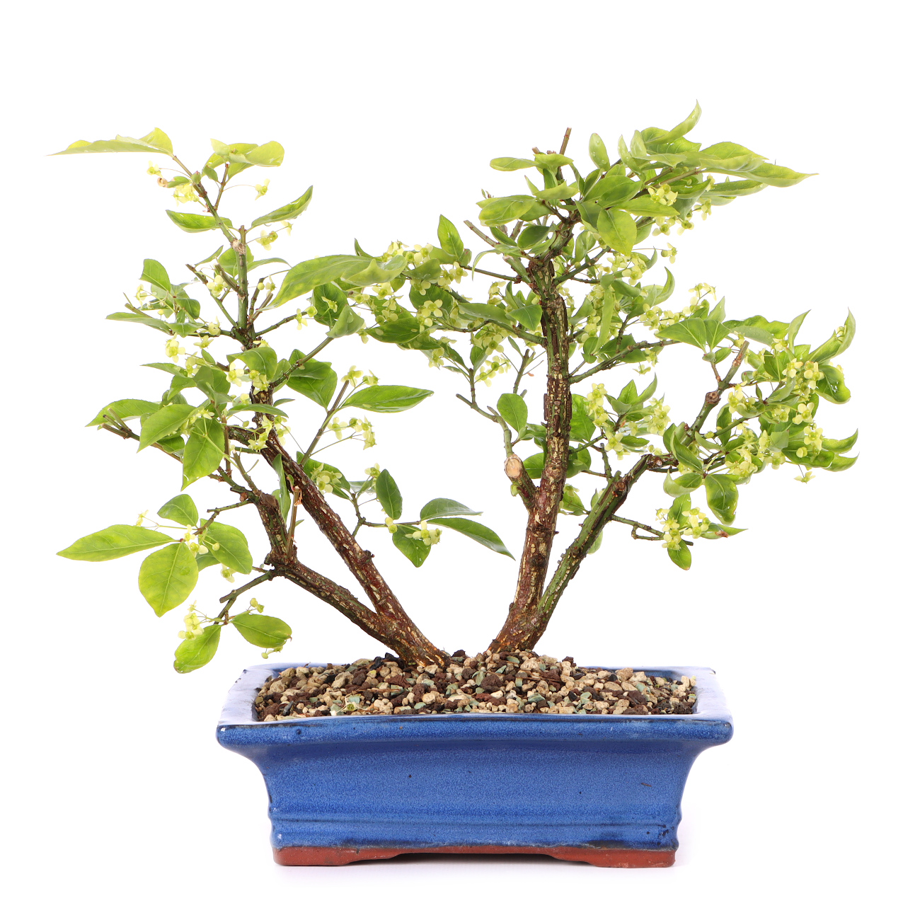 Euonymus alatus 'Compactus'