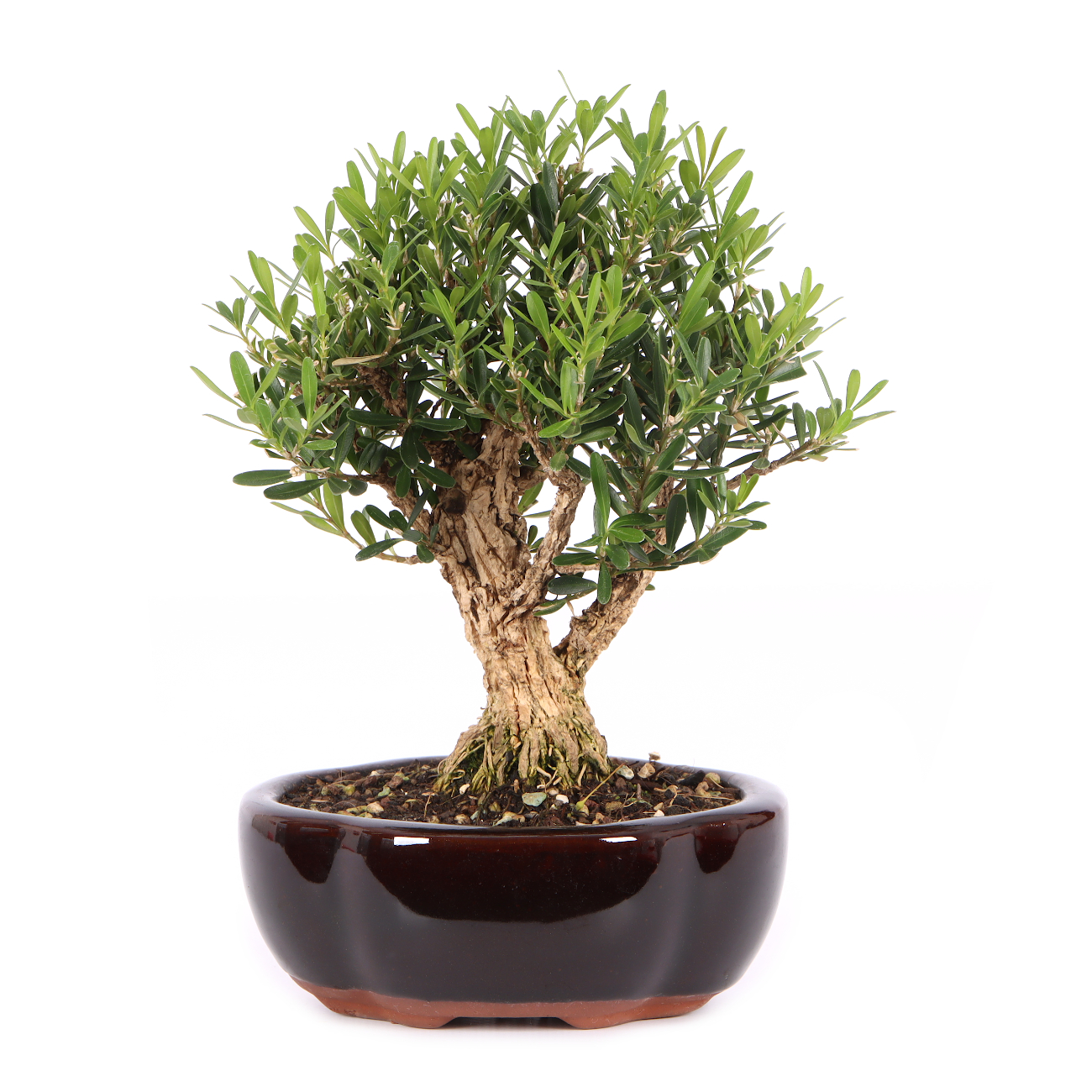 Buxus sinica var. sinica