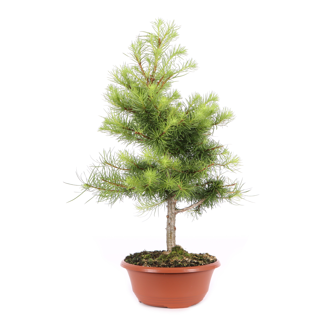 Larix kaempferi